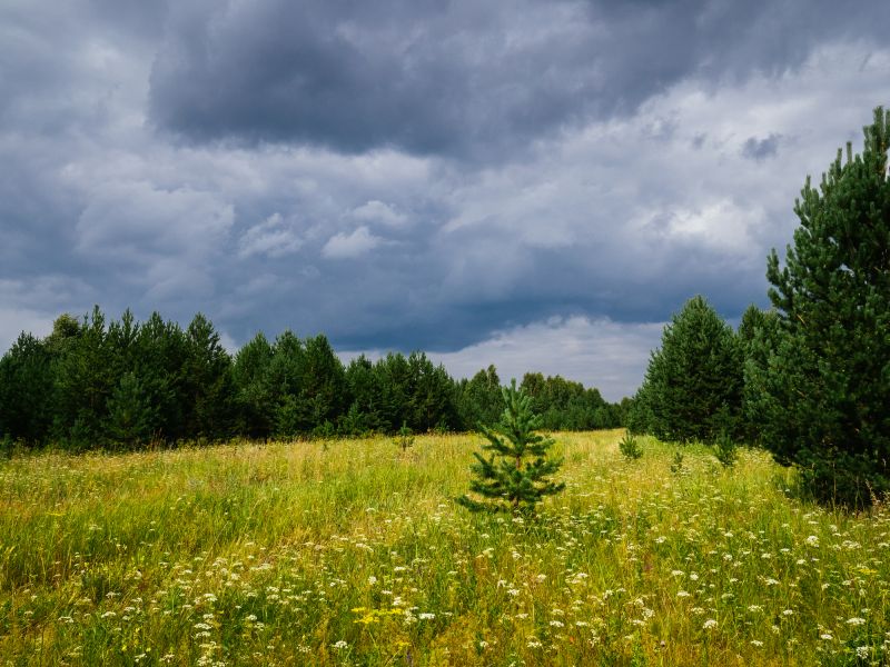 Field Clearing in Katy, TX